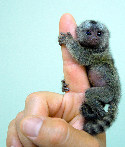 irishmexi:  Baby marmoset