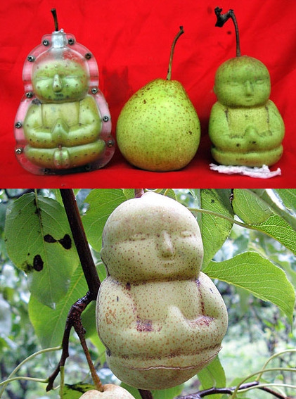 Buddha Shaped Pears
